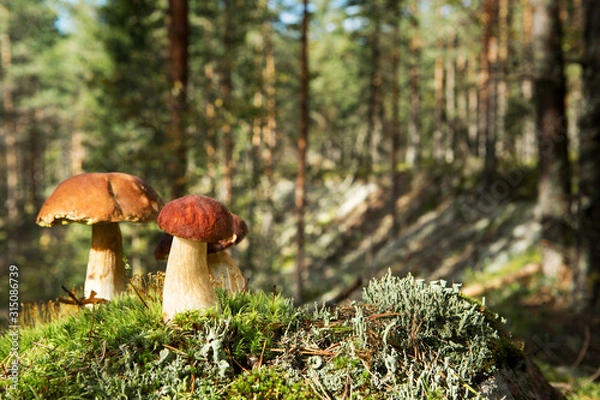 Fototapeta Edible beautiful mushrooms on the background of the forest.