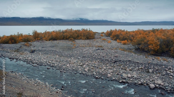 Obraz A mountain river flows into a Tornetrask lake in the Abisko national park in polar Sweden in the golden autumn