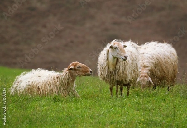 Obraz Moutons du Pays Basque