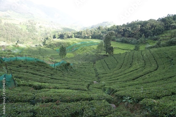Fototapeta Tea garden with view point 