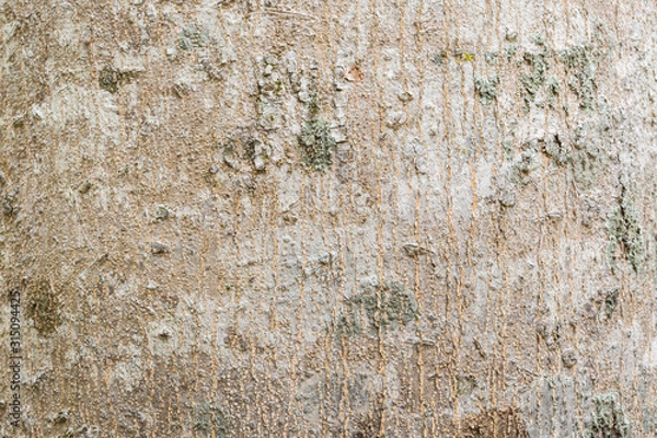 Obraz tree bark texture