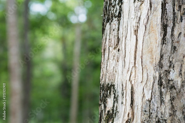 Fototapeta tree in the forest with blurred background