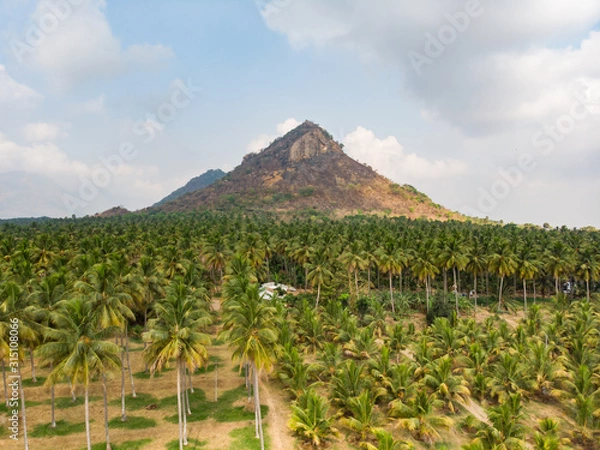 Fototapeta Aerial view of coconut farm with dramatic mountain and clouded blue sky in the background.different size of coconut trees in the same farm