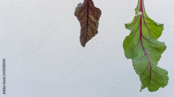 Fototapeta Beetroot leaves of different colour and size neatly arranged in Plain white background. Green and Maroon leaves isolated on a white background.