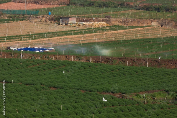 Fototapeta Green carrot fields planted in a row, irrigated using sprinkler system in Ooty, India. 