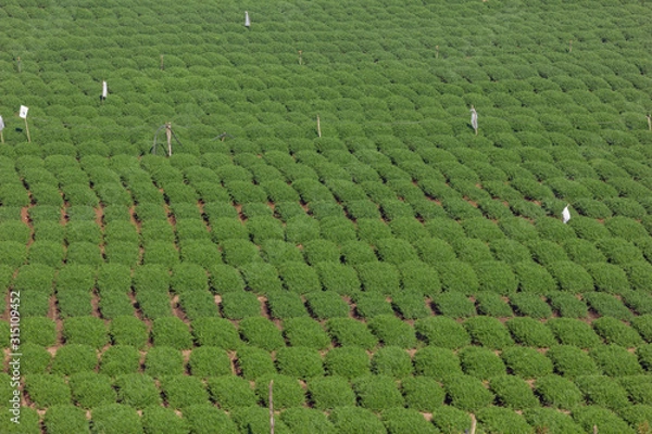 Fototapeta Green carrot fields planted in a row ,planned and aligned vegetation in Ooty, India. 