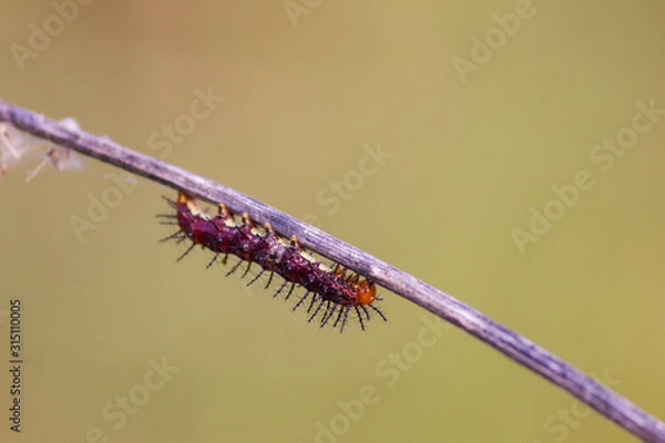 Fototapeta caterpillar of lonomia oblique is a moderate sized group of fairly cryptic moths. caterpillar crawling across the stick. 