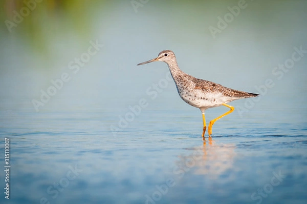 Fototapeta Greater yellowlegs wading in shallow waters
