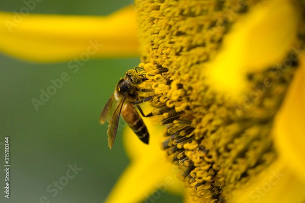 Fototapeta Honey bee sitting on the sunflower for collecting nectar and pollen  with pollen dust on its full face. close up high speed macro  photography.