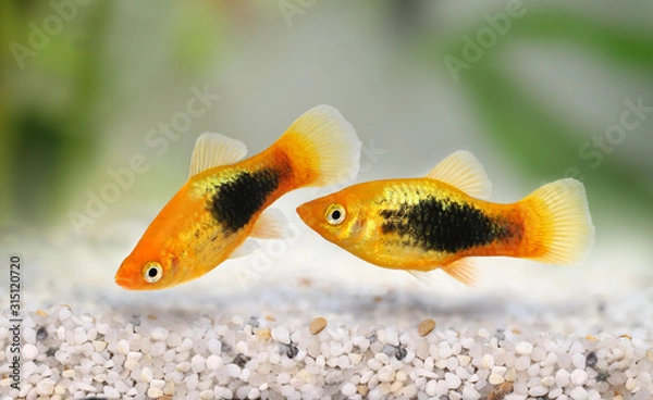 Fototapeta Sunburst tuxedo platy male Xiphophorus variatus tropical aquarium fish 