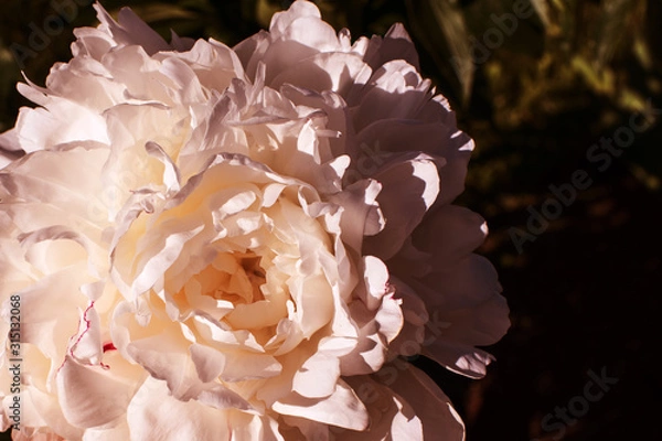Fototapeta Delicate peony bud in the rays of the setting sun. Pleasant warm light on the large inflorescence of Paeónia.