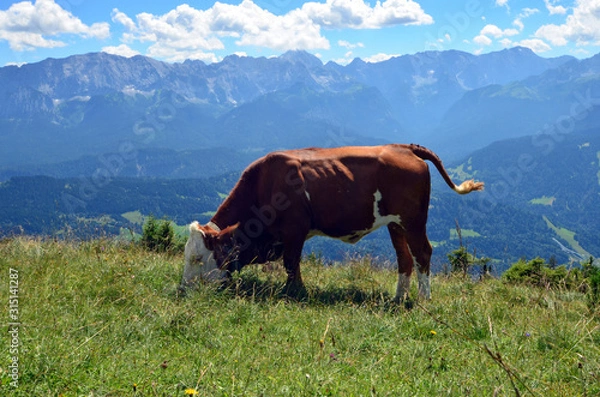 Obraz Alpen Kuh Panorama