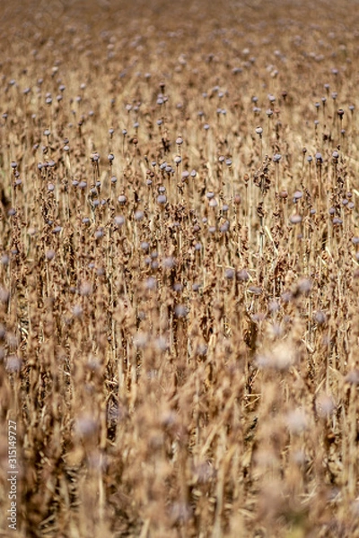 Obraz Poppy field pattern