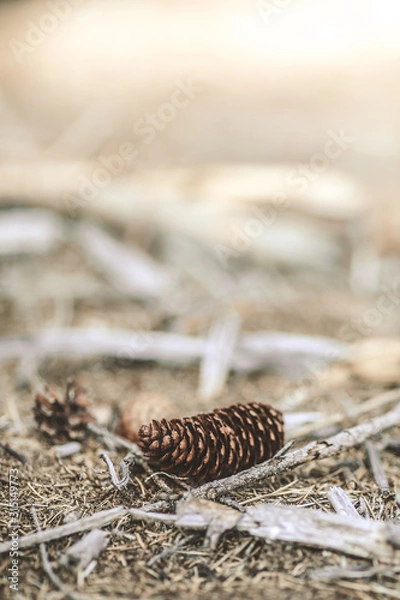 Obraz Cone laying in forrest 