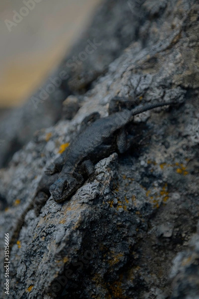 Obraz Animales descansando