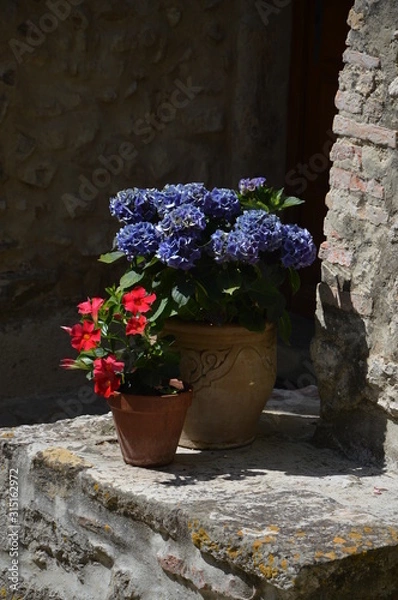 Fototapeta Pot de fleurs geranium