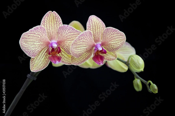 Obraz Orchid on black background