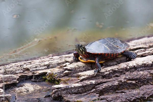 Fototapeta Eastern Painted Turtle basking on a log in a pond