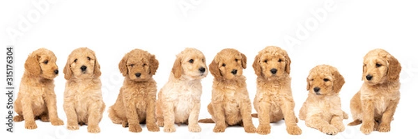 Fototapeta A litter of cute labradoodle puppies sitting looking at the camera isolated on a white background with space for text