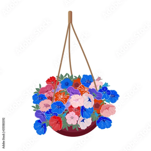 Fototapeta Bush Petunia hanging plant in a hanging basket to decorate a window or balcony. Colorful flowers in a basket. Isolated on a white background. Vector illustration.