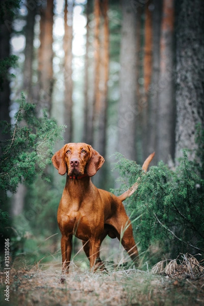 Obraz vizla boy posing outside. Vizla dog portrait in green background. Forest around.