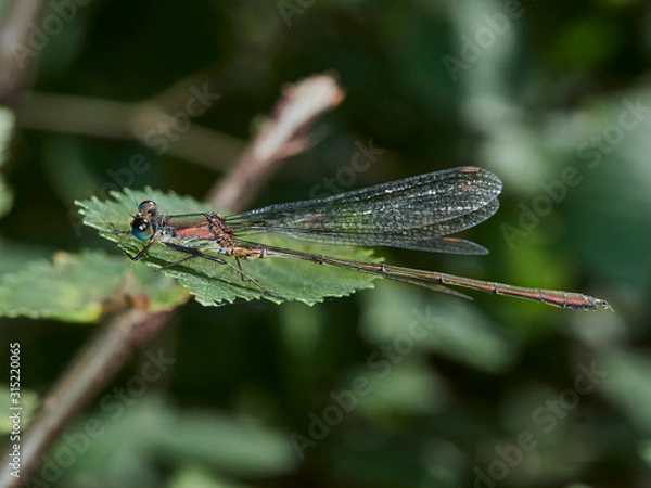 Fototapeta dragonfly on leaf