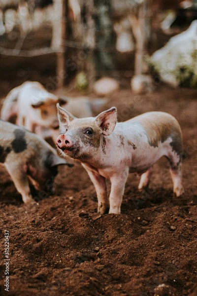 Obraz Cerdo bebé caminando en la granja