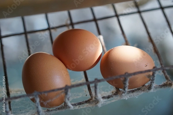 Obraz rooster and hens