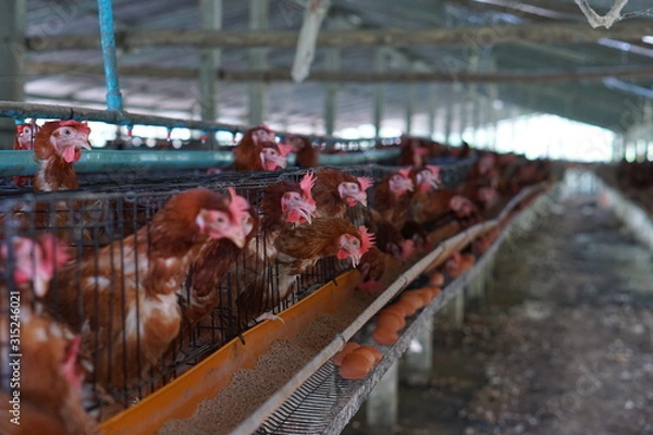 Obraz rooster and hens