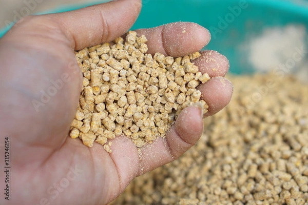 Obraz rooster and hens