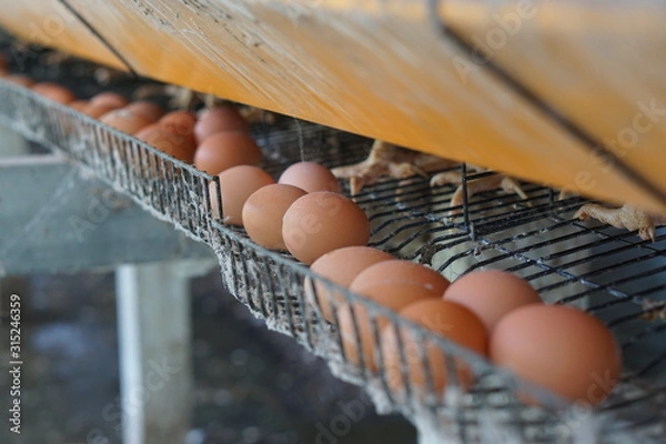 Obraz rooster and hens