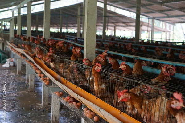 Obraz rooster and hens