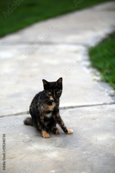 Fototapeta cat in garden