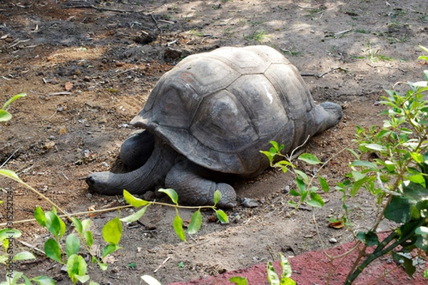 Fototapeta Galapagos Giant Tortoise.Big Turtle.
