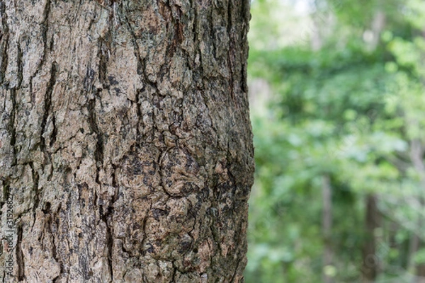 Obraz tree in the forest with blurred background