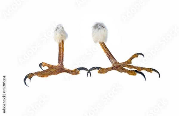 Fototapeta talons of the eagle isolated on a white background