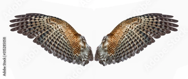 Obraz tył skrzydeł orła na białym tle