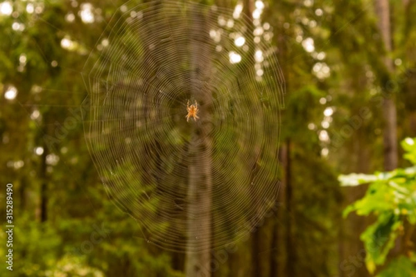 Fototapeta trees in the forest