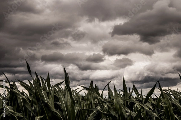 Fototapeta grass and sky