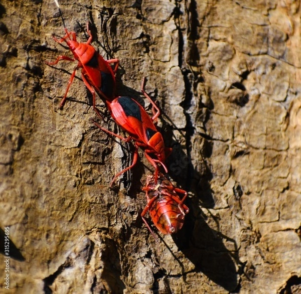 Fototapeta Red cotton Bug carrying an injured bug in a garden