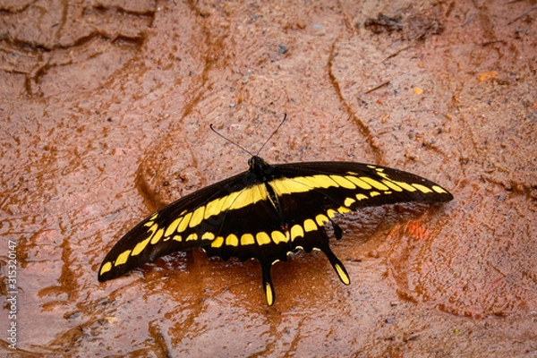 Fototapeta Close up of a black and yellow brown Butterfly with spread wings on wet clay surface, Caraca natural park, Minas Gerais, Brazil