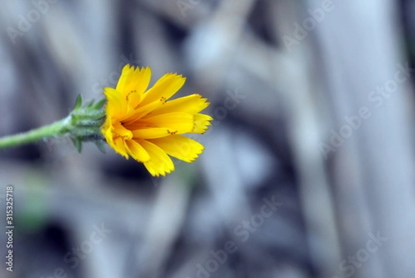 Fototapeta A single yellow wild flower closeup.