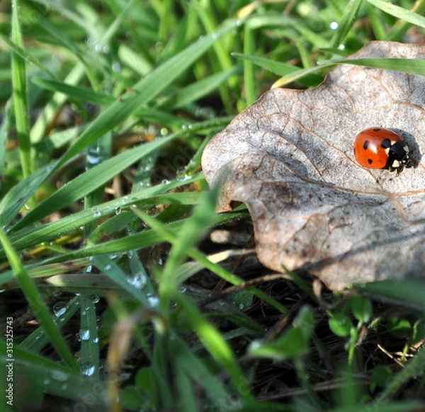 Fototapeta A ladybird (Coccinella septempunctata) closeup. Izmail, Ukraine.