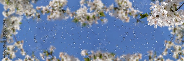 Obraz  flowers to cherries