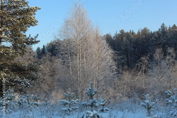 Fototapeta Graphics of branches against the background of the winter sky