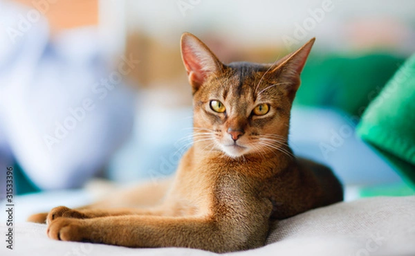 Obraz young Abyssinian cat in action