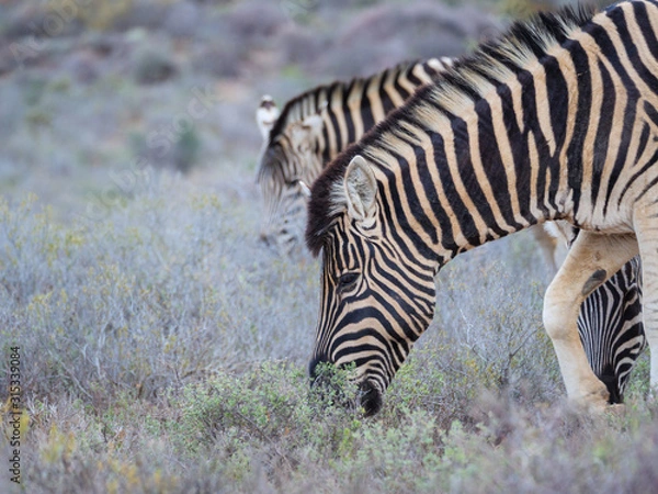 Obraz Plains zebra (Equus quagga, formerly Equus burchellii) grazing. Karoo, Western Cape, South Africa.