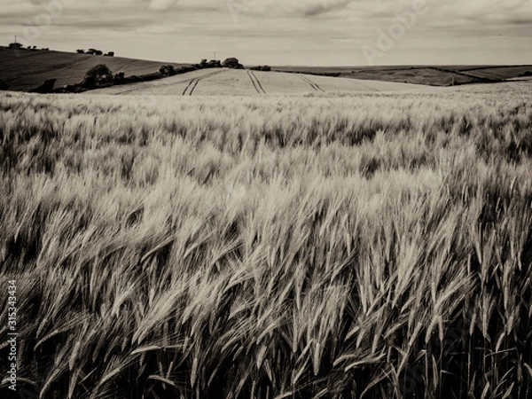 Obraz Sepia Wheat Field