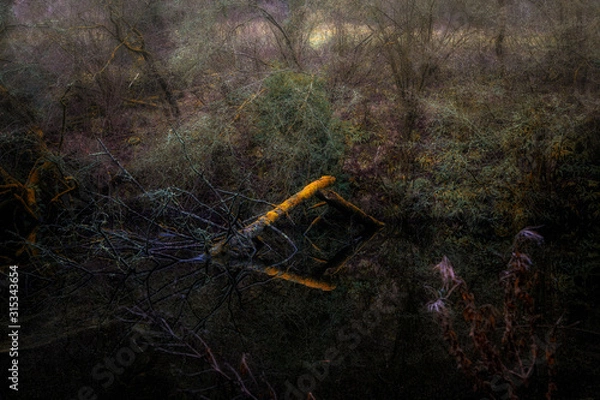 Obraz Reflecting Nature