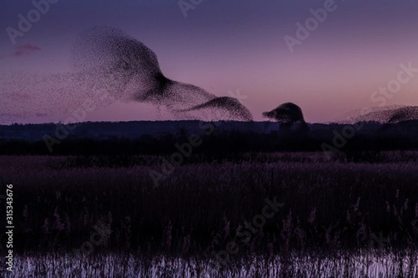 Obraz starlings remuneration